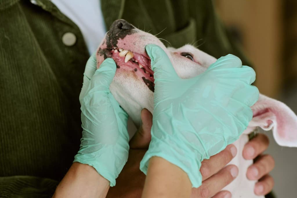 Pet Dental Care Guide