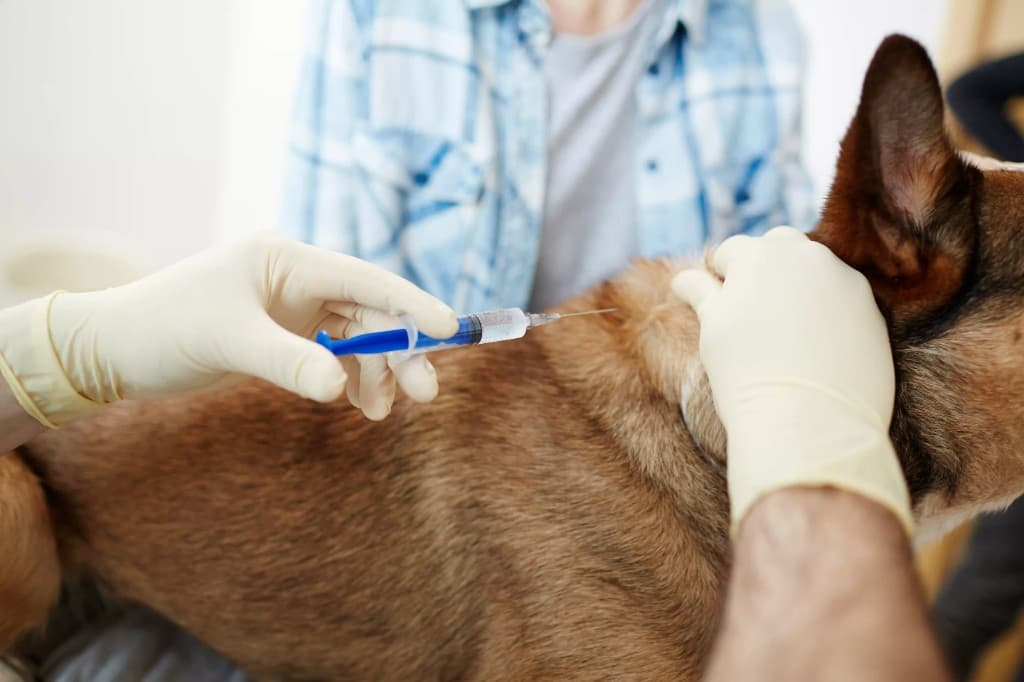 UAE Pet Vaccination Guide