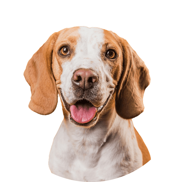 Happy dog looking at the camera