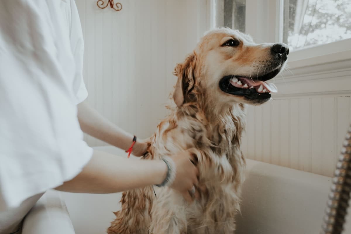 Pet Heatstroke Safety